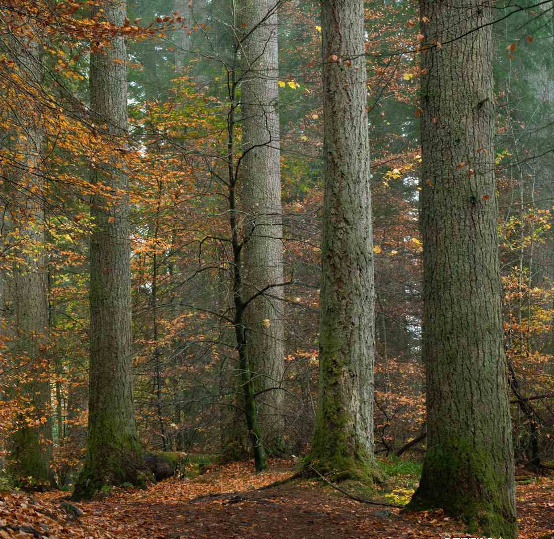 图片[6]-（9035期）Alister Benn富有表现力的风光后期减淡和加深大师班-中英字幕-副业网